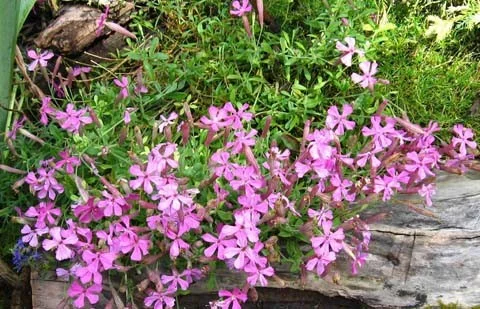 Silene schafta 'Splendens'