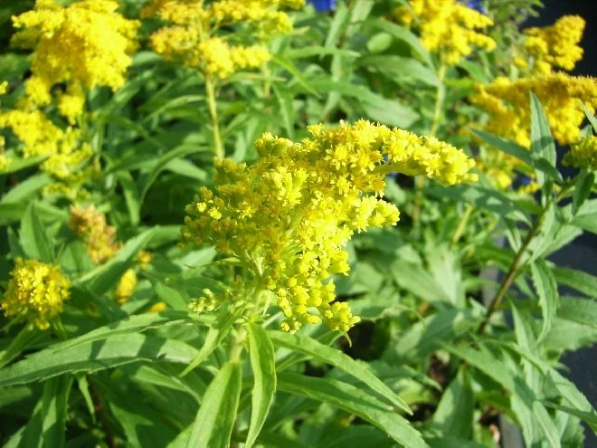 Solidago 'Goldkind'