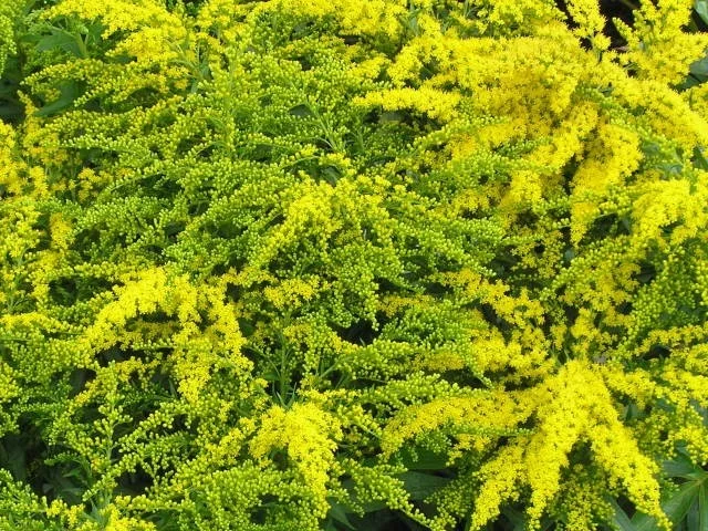 Solidago 'Strahlenkrone'