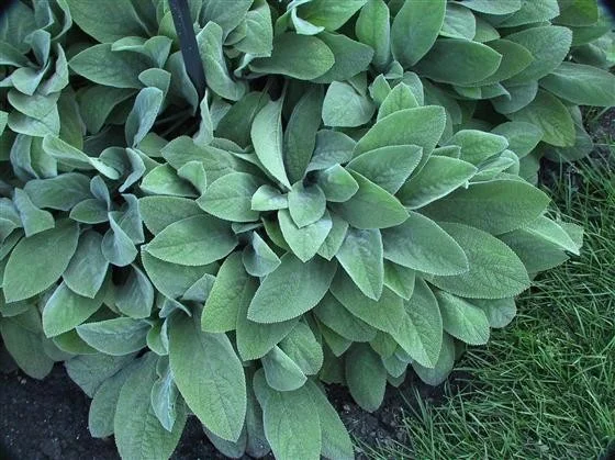 Stachys byzantina 'Big Ears'