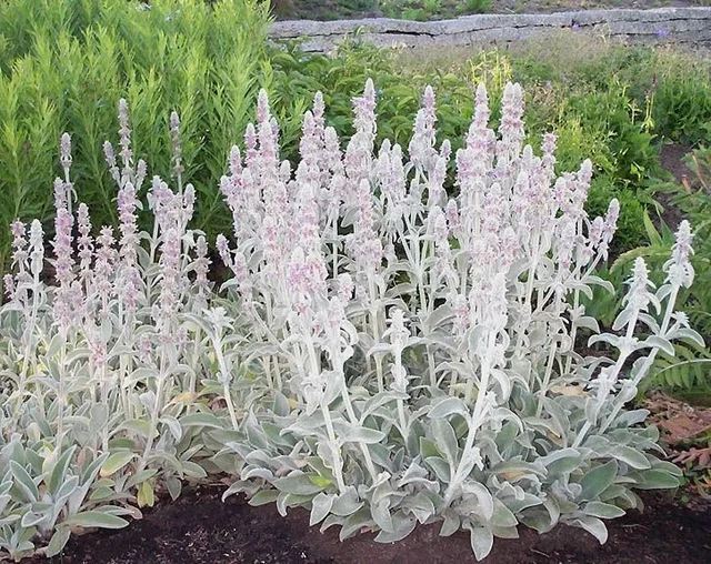 Stachys byzantina 'Cotton Boll'