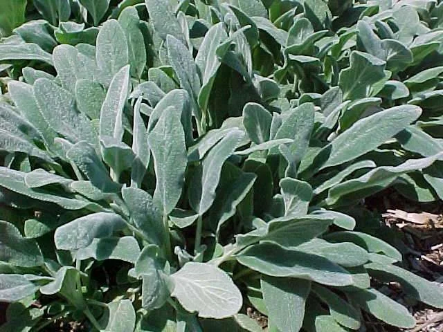 Stachys byzantina 'Silver Carpet'