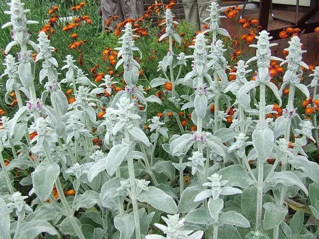 Stachys byzantina