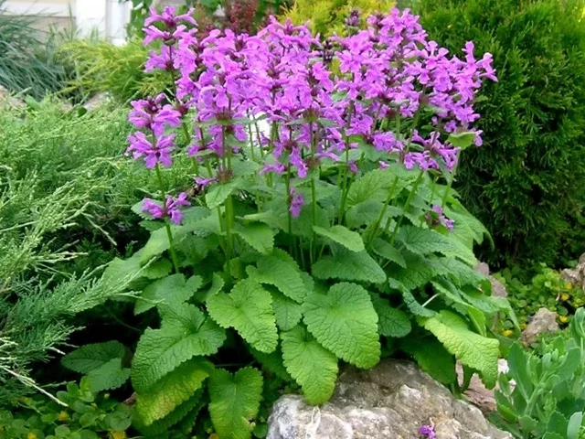Stachys grandiflora 'Superba'