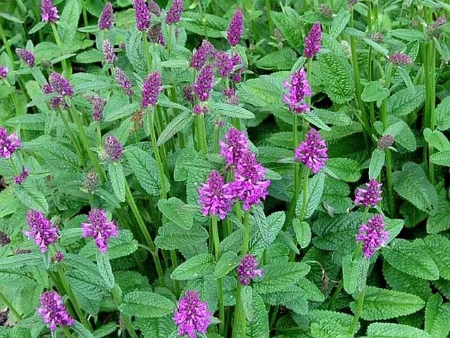 Stachys monieri 'Hummelo'