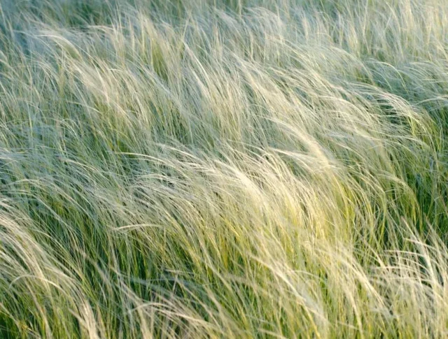 Stipa gigantea Stipa gigantea