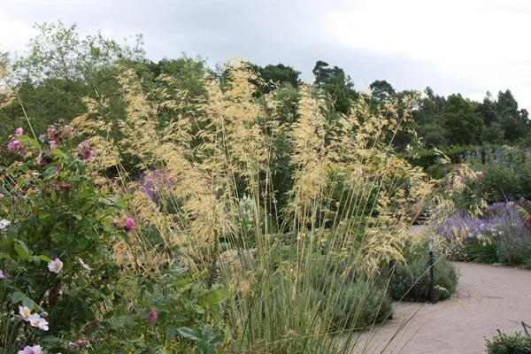 Stipa gigantea Stipa gigantea