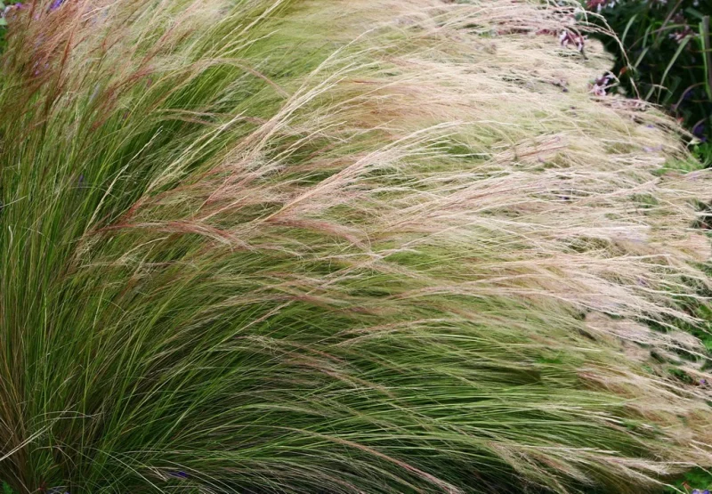 Stipa tenuifolia