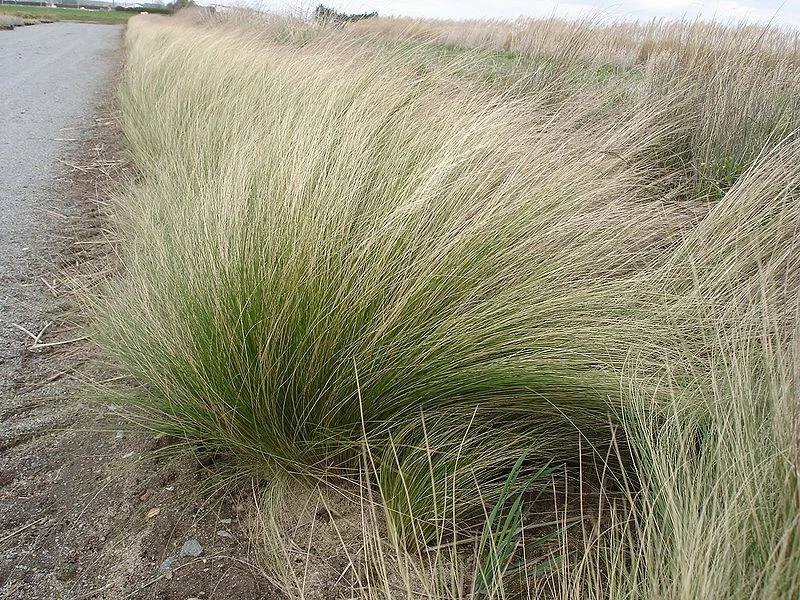 Stipa tenuifolia-2