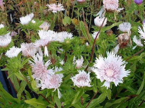 Stokesia laevis 'Alba'