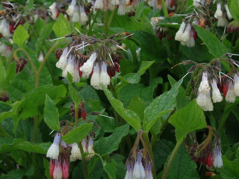 Symphytum grandiflorum 'Hidcote Blue'