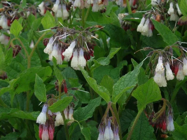 Symphytum grandiflorum 'Hidcote Blue'