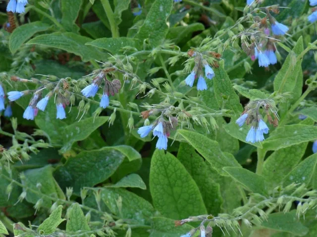 Symphytum grandiflorum 'Wisley Blue'