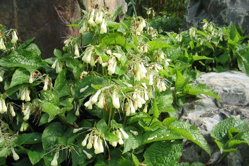 Symphytum grandiflorum