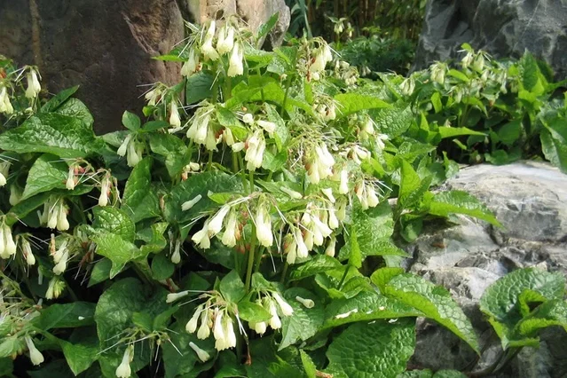 Symphytum grandiflorum