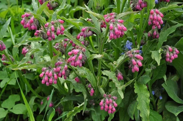 Symphytum rubrum