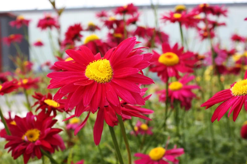 Tanacetum coccineum 'Robinson's Red'