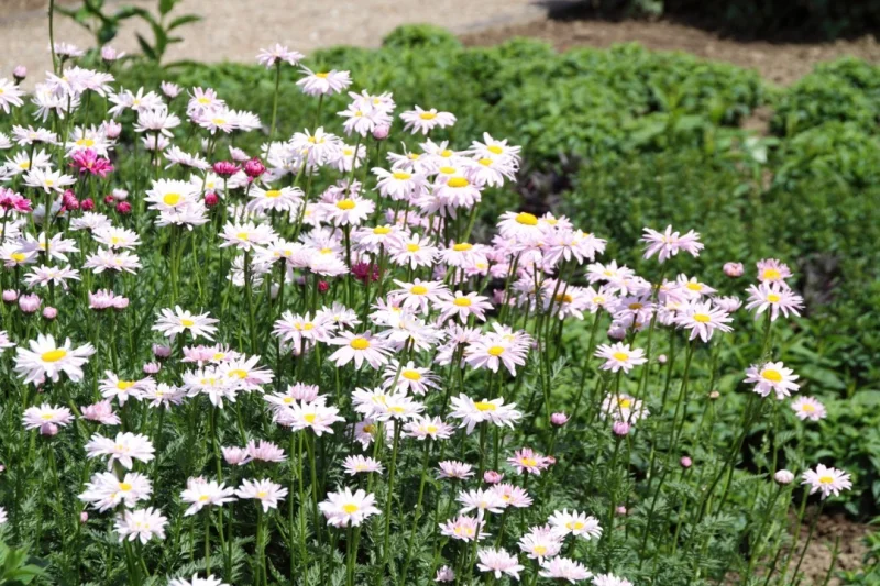 Tanacetum coccineum 'Robinson's Rose'