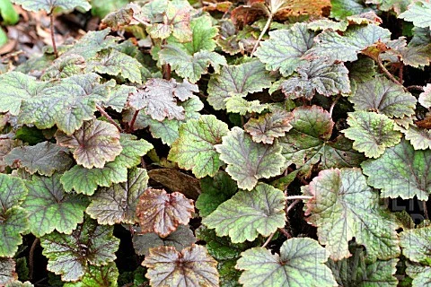 Tellima grandiflora 'Rubra'