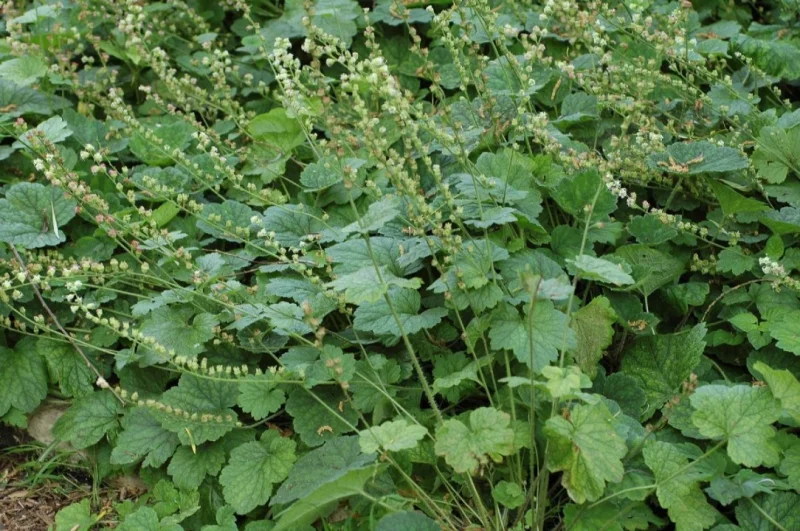 Tellima grandiflora