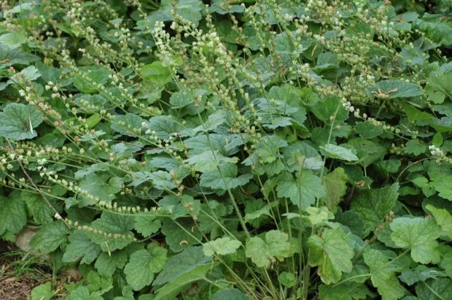 Tellima grandiflora