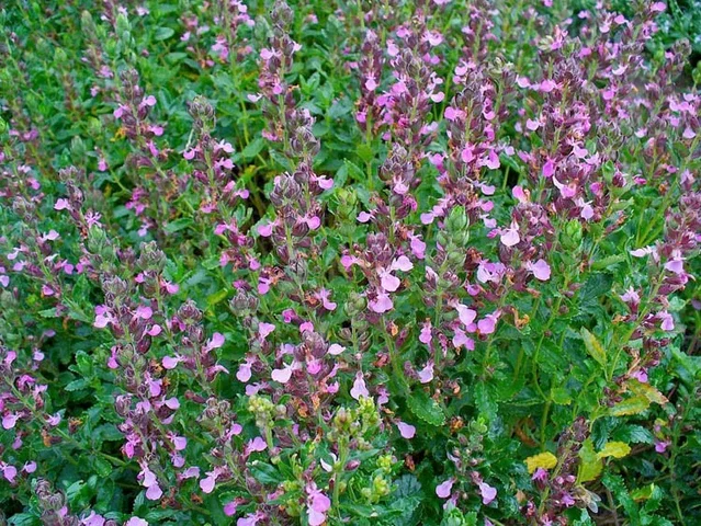 Teucrium chamaedrys (Edelgamander)
