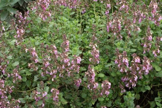 Teucrium lucidrys (Garten-Gamander)