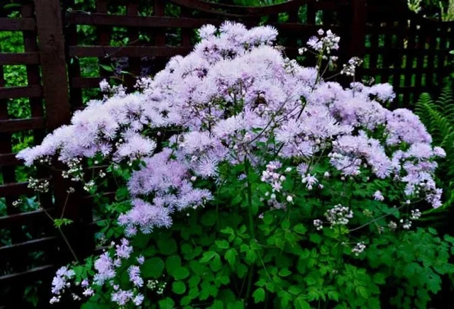 Thalictrum aquilegifolium 'Thundercloud'