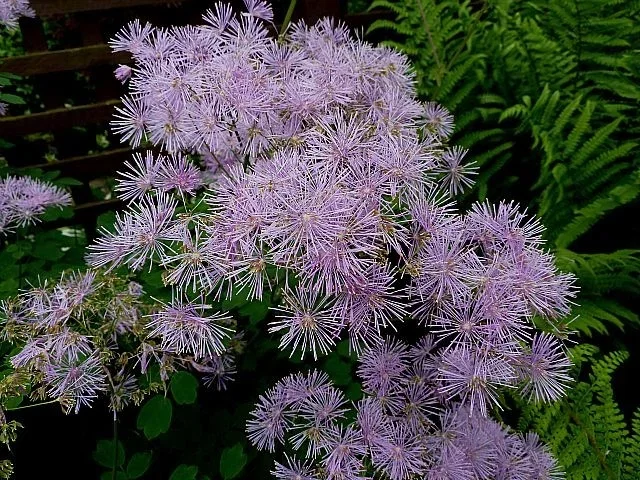 Thalictrum aquilegifolium