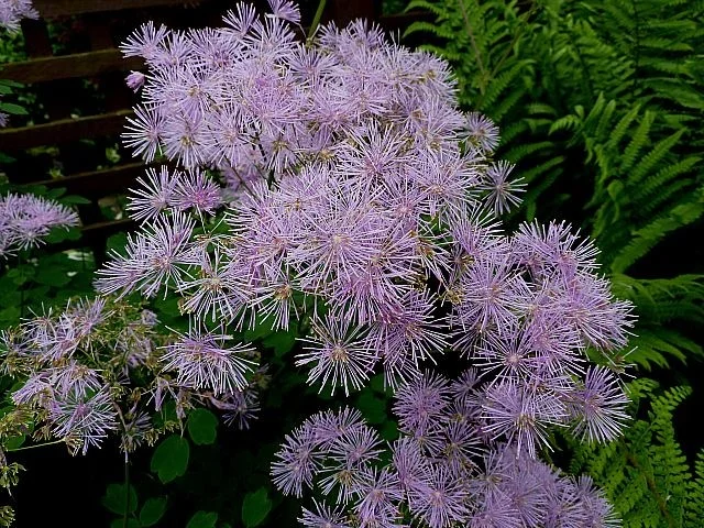 Thalictrum aquilegifolium