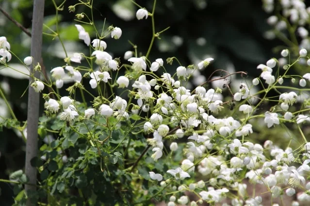 Thalictrum delavayi 'Album'