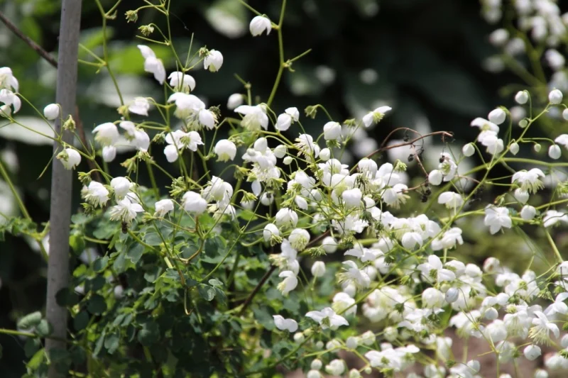 Thalictrum delavayi 'Album'