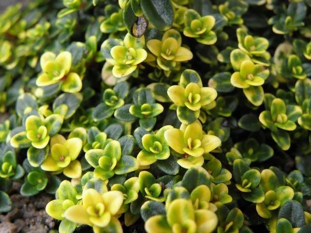 Thymus 'Doone Valley'