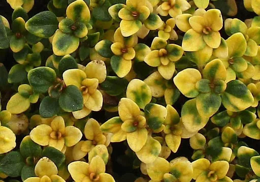 Thymus 'Doone Valley'