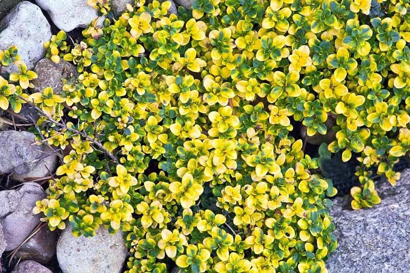 Thymus 'Doone Valley'-3