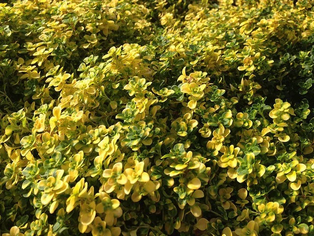 Thymus citrodorus 'Aureus'