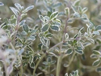 Thymus citriodorus 'Silver Queen'