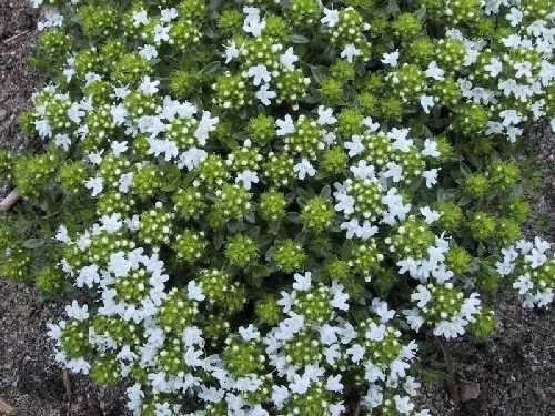 Thymus praecox 'Albiflorus'