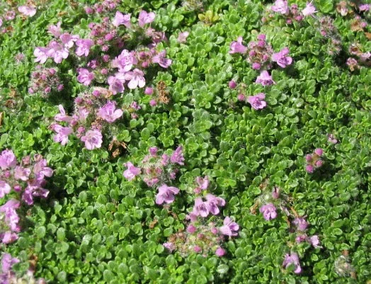 Thymus praecox 'Minor'
