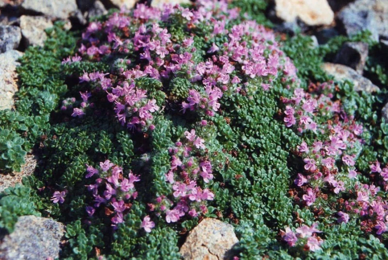Thymus praecox 'Pseudolanuginosus'
