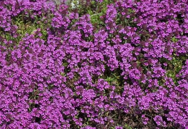 Thymus praecox 'Purple Beauty'