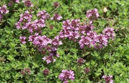 Thymus serpyllum