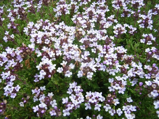 Thymus vulgaris 'Compactus'