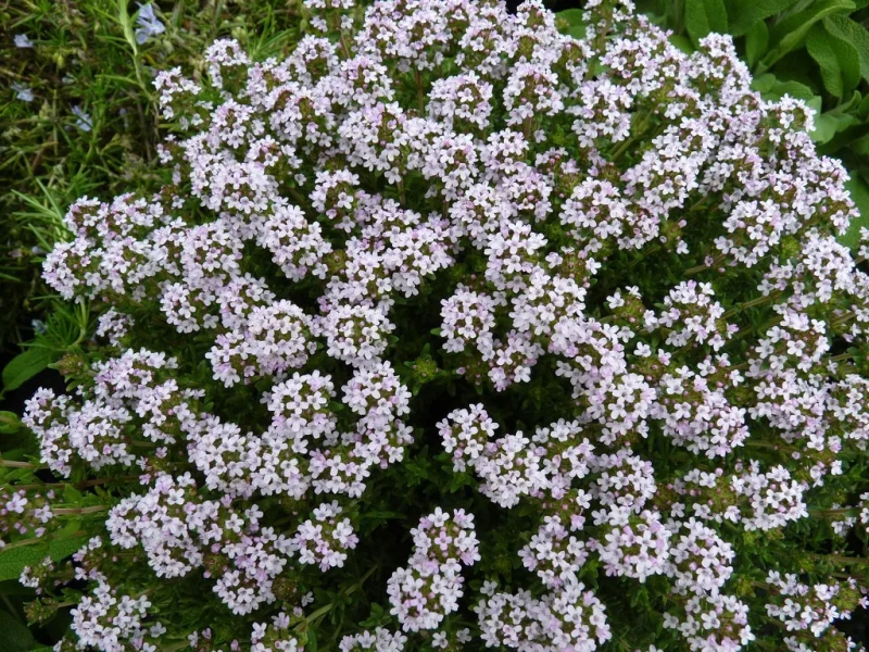 Thymus vulgaris