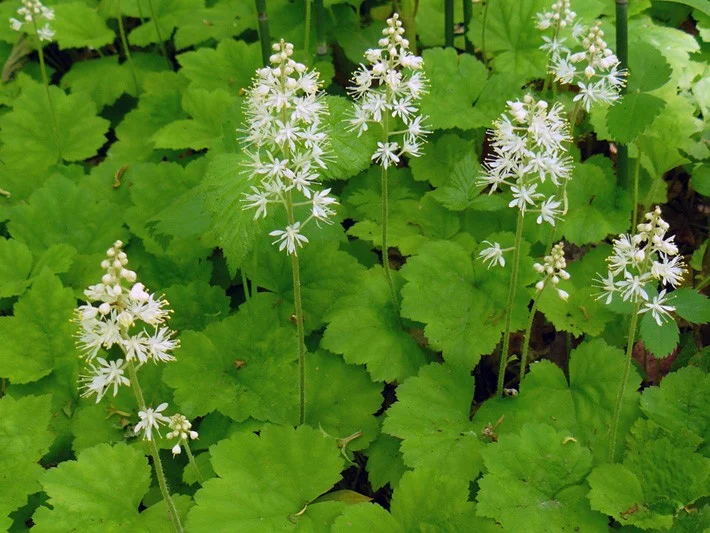 Tiarella cordifolia