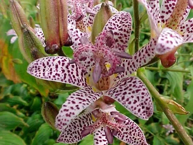 Tricyrtis hirta