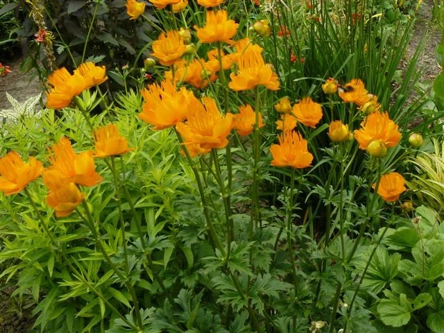 Trollius chinensis 'Golden Queen'