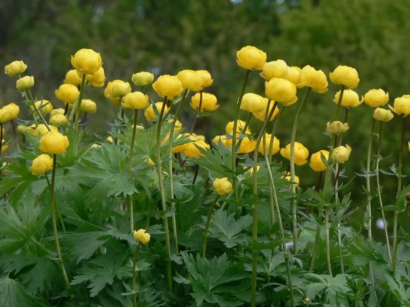 Trollius europaeus