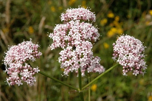 Valeriana officinalis