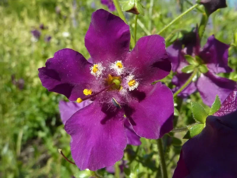 Verbascum phoeniceum